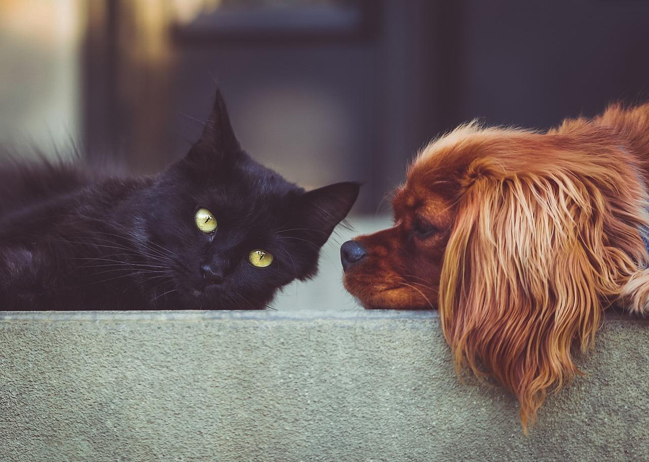 Pet no intercâmbio: Veja as regras da Irlanda