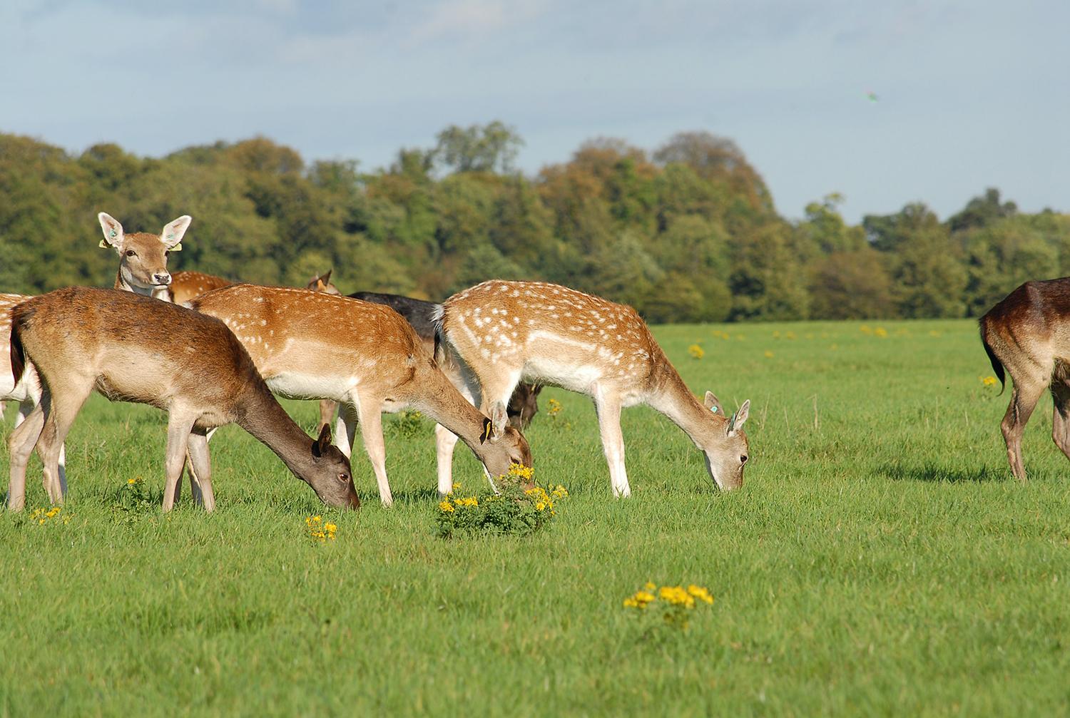 Phoenix Park é atração em Dublin